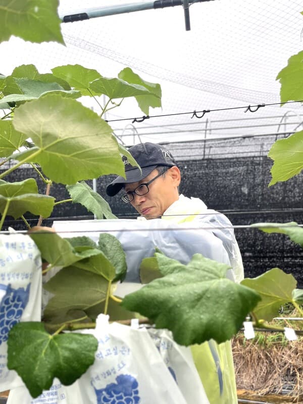 NH농협생명, ‘범농협 한마음 농촌일손돕기’실시